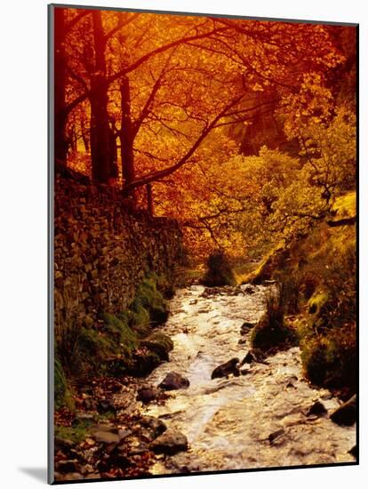Fall Foliage and Running Stream, Grindsbrook Edale, Peak District, Derbyshire, England, UK-David Hughes-Mounted Photographic Print
