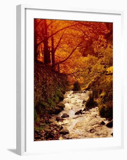 Fall Foliage and Running Stream, Grindsbrook Edale, Peak District, Derbyshire, England, UK-David Hughes-Framed Photographic Print