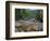 Fall Foliage, Appalachian Trail, White Mountains, New Hampshire, USA-Jerry & Marcy Monkman-Framed Photographic Print