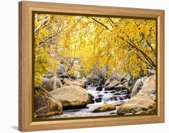 Fall Foliage at Creek, Eastern Sierra Foothills, California, USA-Tom Norring-Framed Premier Image Canvas