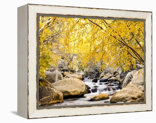 Fall Foliage at Creek, Eastern Sierra Foothills, California, USA-Tom Norring-Framed Premier Image Canvas