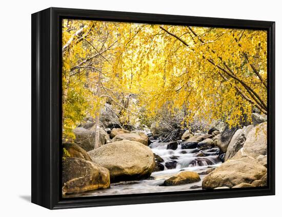 Fall Foliage at Creek, Eastern Sierra Foothills, California, USA-Tom Norring-Framed Premier Image Canvas