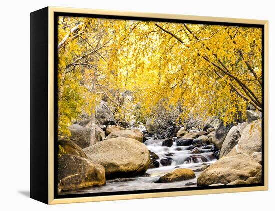 Fall Foliage at Creek, Eastern Sierra Foothills, California, USA-Tom Norring-Framed Premier Image Canvas