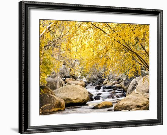 Fall Foliage at Creek, Eastern Sierra Foothills, California, USA-Tom Norring-Framed Premium Photographic Print