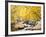 Fall Foliage at Creek, Eastern Sierra Foothills, California, USA-Tom Norring-Framed Premium Photographic Print