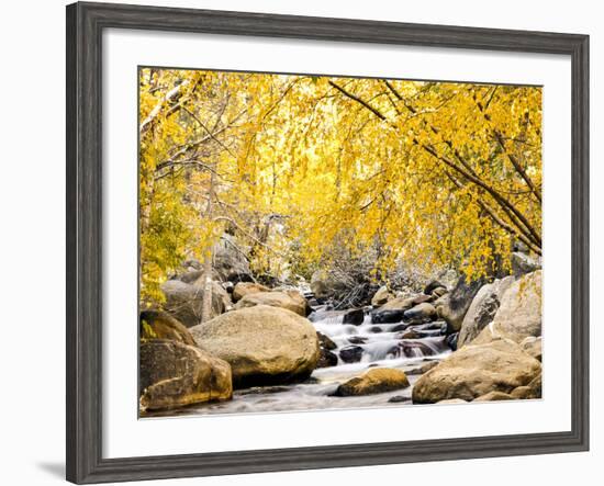 Fall Foliage at Creek, Eastern Sierra Foothills, California, USA-Tom Norring-Framed Premium Photographic Print