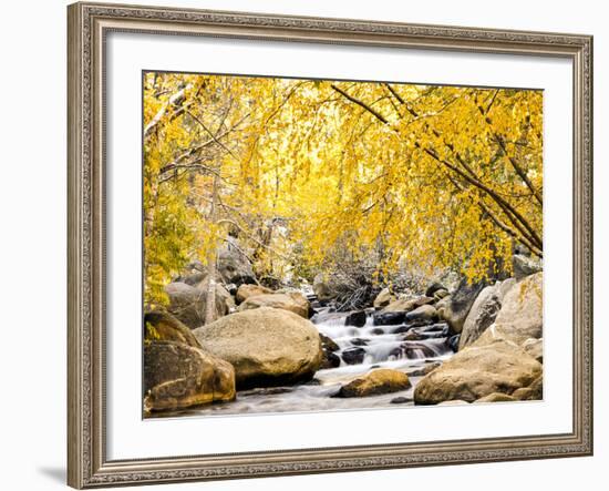 Fall Foliage at Creek, Eastern Sierra Foothills, California, USA-Tom Norring-Framed Premium Photographic Print