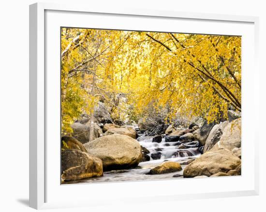 Fall Foliage at Creek, Eastern Sierra Foothills, California, USA-Tom Norring-Framed Premium Photographic Print
