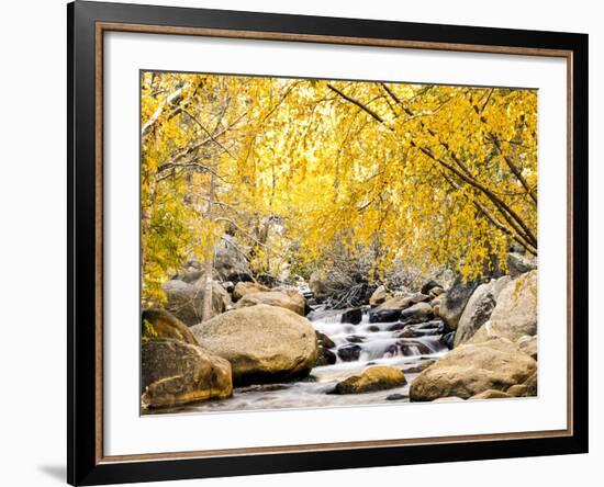 Fall Foliage at Creek, Eastern Sierra Foothills, California, USA-Tom Norring-Framed Premium Photographic Print