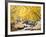 Fall Foliage at Creek, Eastern Sierra Foothills, California, USA-Tom Norring-Framed Premium Photographic Print