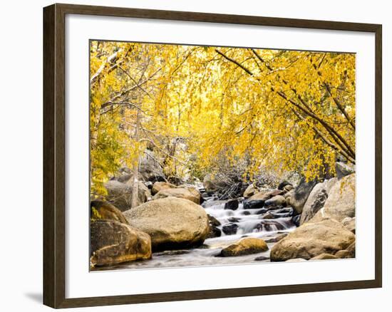 Fall Foliage at Creek, Eastern Sierra Foothills, California, USA-Tom Norring-Framed Premium Photographic Print