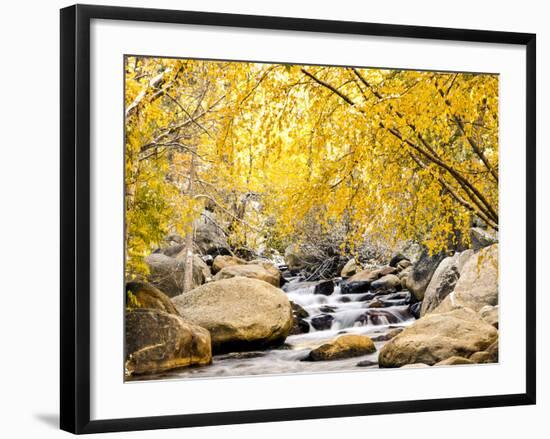 Fall Foliage at Creek, Eastern Sierra Foothills, California, USA-Tom Norring-Framed Premium Photographic Print