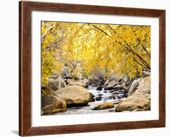 Fall Foliage at Creek, Eastern Sierra Foothills, California, USA-Tom Norring-Framed Premium Photographic Print