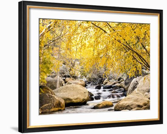 Fall Foliage at Creek, Eastern Sierra Foothills, California, USA-Tom Norring-Framed Premium Photographic Print