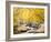 Fall Foliage at Creek, Eastern Sierra Foothills, California, USA-Tom Norring-Framed Photographic Print