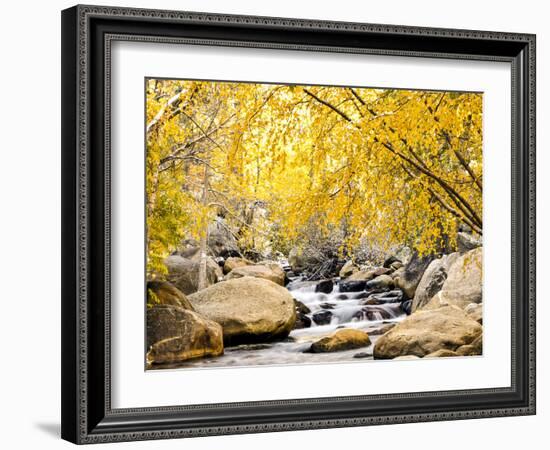 Fall Foliage at Creek, Eastern Sierra Foothills, California, USA-Tom Norring-Framed Photographic Print