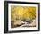 Fall Foliage at Creek, Eastern Sierra Foothills, California, USA-Tom Norring-Framed Photographic Print