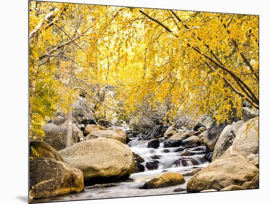 Fall Foliage at Creek, Eastern Sierra Foothills, California, USA-Tom Norring-Mounted Photographic Print