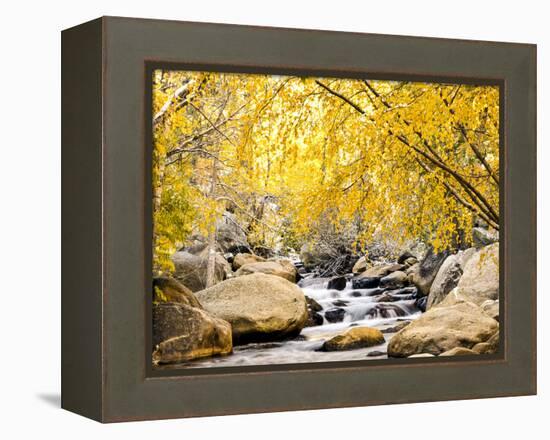 Fall Foliage at Creek, Eastern Sierra Foothills, California, USA-Tom Norring-Framed Premier Image Canvas