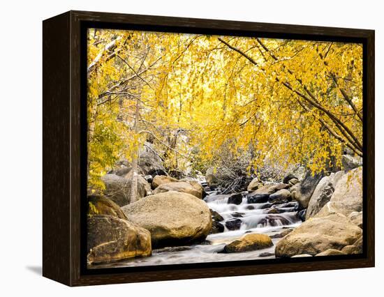 Fall Foliage at Creek, Eastern Sierra Foothills, California, USA-Tom Norring-Framed Premier Image Canvas