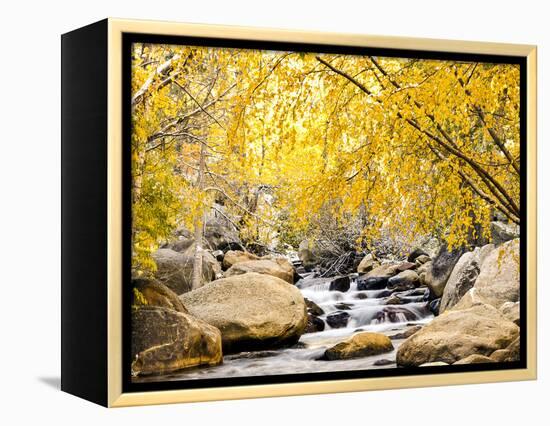 Fall Foliage at Creek, Eastern Sierra Foothills, California, USA-Tom Norring-Framed Premier Image Canvas