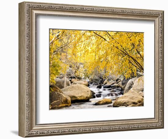 Fall Foliage at Creek, Eastern Sierra Foothills, California, USA-Tom Norring-Framed Photographic Print