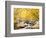 Fall Foliage at Creek, Eastern Sierra Foothills, California, USA-Tom Norring-Framed Photographic Print