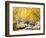 Fall Foliage at Creek, Eastern Sierra Foothills, California, USA-Tom Norring-Framed Photographic Print