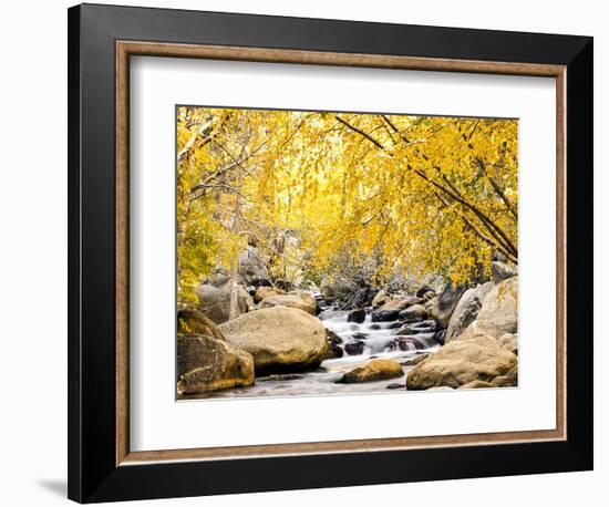 Fall Foliage at Creek, Eastern Sierra Foothills, California, USA-Tom Norring-Framed Photographic Print