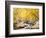 Fall Foliage at Creek, Eastern Sierra Foothills, California, USA-Tom Norring-Framed Photographic Print