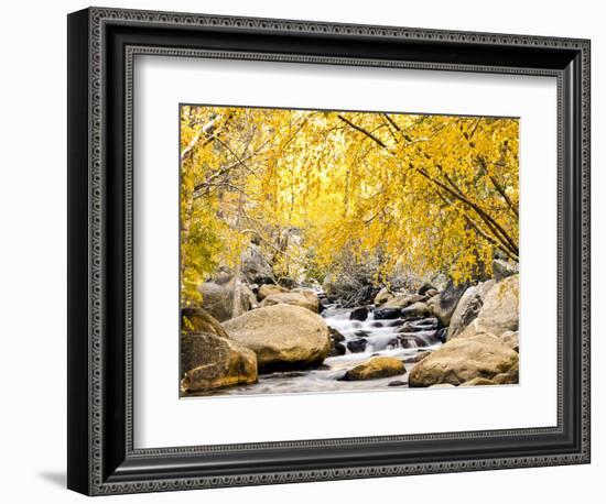 Fall Foliage at Creek, Eastern Sierra Foothills, California, USA-Tom Norring-Framed Photographic Print