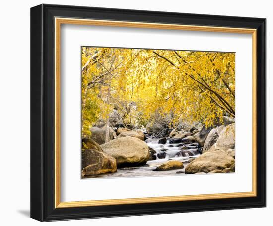 Fall Foliage at Creek, Eastern Sierra Foothills, California, USA-Tom Norring-Framed Photographic Print