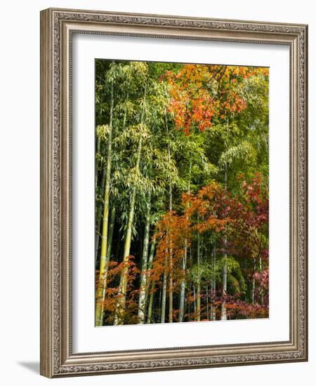 Fall Foliage at Kodaiji Temple, Kyoti Prefecture, Japan-null-Framed Photographic Print