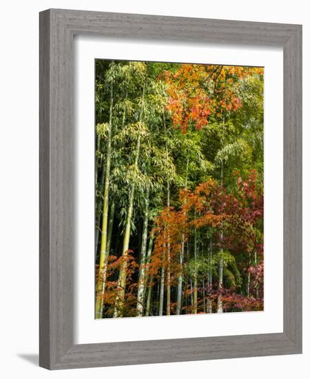 Fall Foliage at Kodaiji Temple, Kyoti Prefecture, Japan-null-Framed Photographic Print