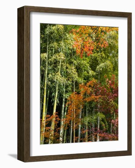 Fall Foliage at Kodaiji Temple, Kyoti Prefecture, Japan-null-Framed Photographic Print