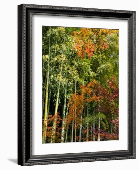 Fall Foliage at Kodaiji Temple, Kyoti Prefecture, Japan-null-Framed Photographic Print