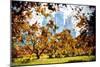 Fall Foliage in Central Park - In the Style of Oil Painting-Philippe Hugonnard-Mounted Giclee Print