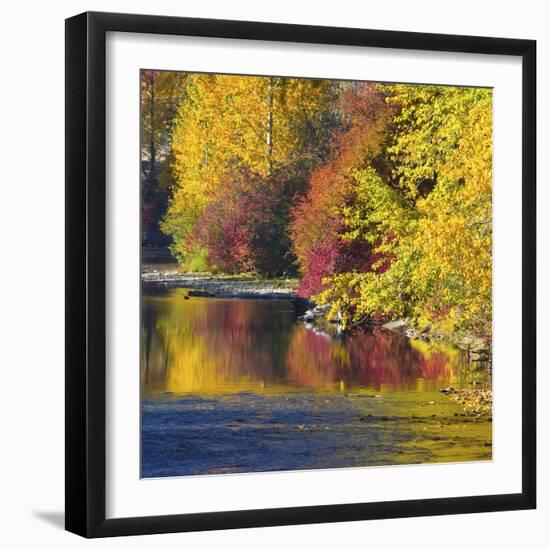 Fall foliage, Nason Creek, Wenatchee National Forest, WA.-Michel Hersen-Framed Photographic Print