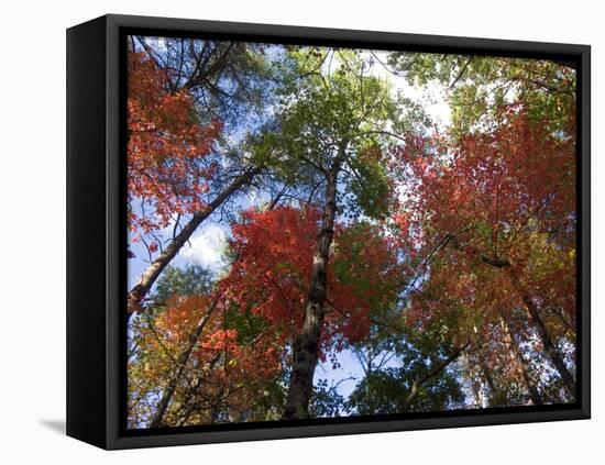 Fall Foliage near Fall Creek Falls State Park, Tennessee, USA-Diane Johnson-Framed Premier Image Canvas