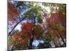 Fall Foliage near Fall Creek Falls State Park, Tennessee, USA-Diane Johnson-Mounted Photographic Print