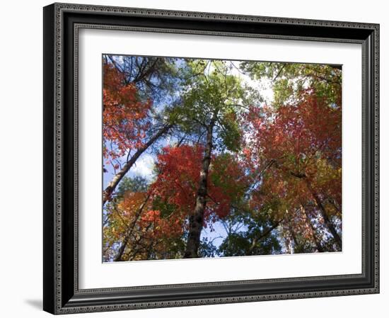Fall Foliage near Fall Creek Falls State Park, Tennessee, USA-Diane Johnson-Framed Photographic Print
