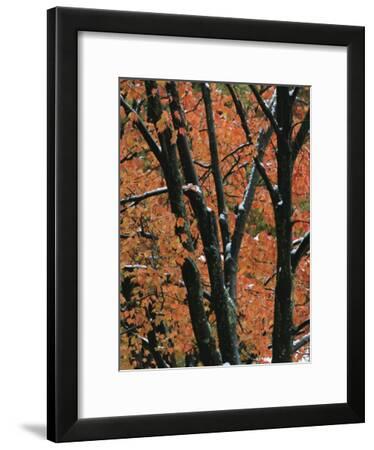 Fall Foliage of Maple Trees after an October Snowstorm Photographic ...