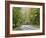 Fall Foliage on Newfound Gap Road, Great Smoky Mountains, Tennessee, USA-Diane Johnson-Framed Photographic Print