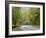 Fall Foliage on Newfound Gap Road, Great Smoky Mountains, Tennessee, USA-Diane Johnson-Framed Photographic Print