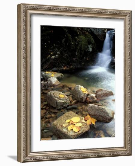 Fall Foliage on the Gorge Trail of Cadillac Mountain, Maine, USA-Jerry & Marcy Monkman-Framed Photographic Print