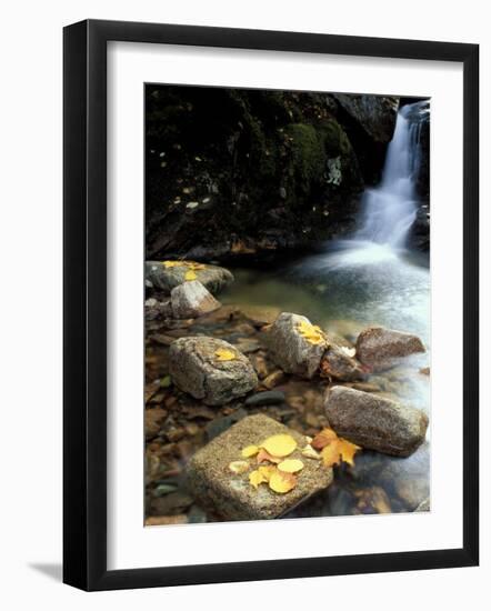 Fall Foliage on the Gorge Trail of Cadillac Mountain, Maine, USA-Jerry & Marcy Monkman-Framed Photographic Print