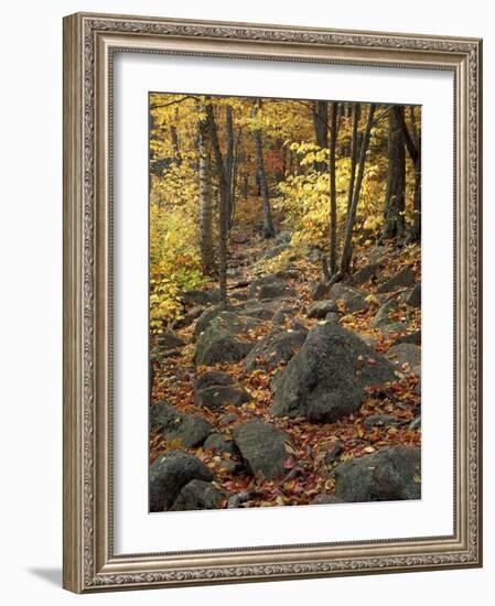 Fall Foliage on the Tarn Trail of Dorr Mountain, Maine, USA-Jerry & Marcy Monkman-Framed Photographic Print