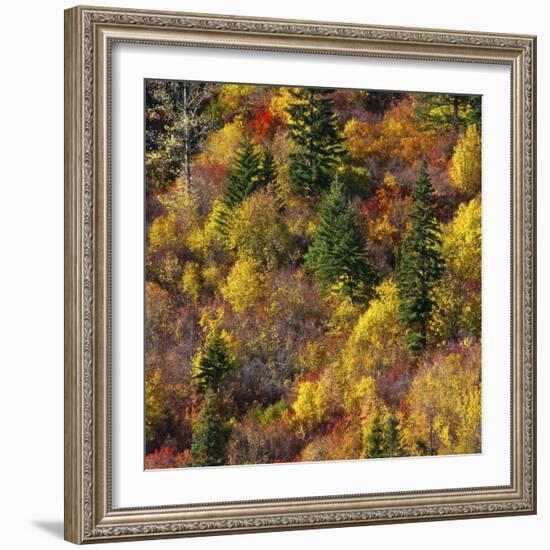 Fall foliage, Stevens Pass Area, WA.-Michel Hersen-Framed Photographic Print