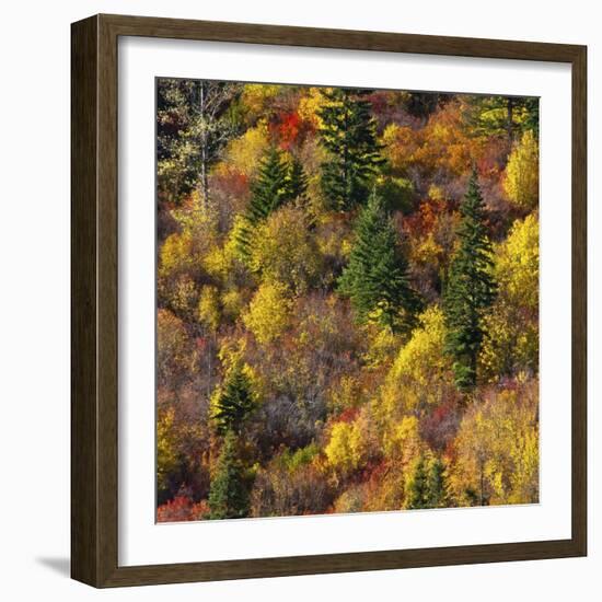 Fall foliage, Stevens Pass Area, WA.-Michel Hersen-Framed Photographic Print