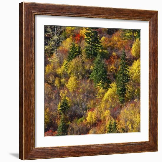 Fall foliage, Stevens Pass Area, WA.-Michel Hersen-Framed Photographic Print